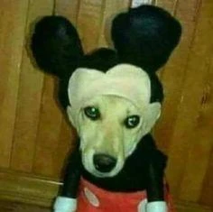 Imagem do Grupo de Whatsapp 🤪 Ｚｏｎａ 🥴