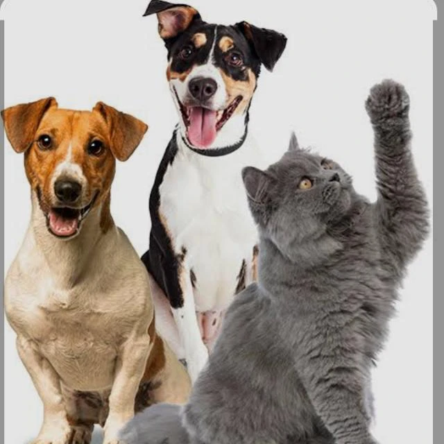Imagem do Grupo de Whatsapp Receitas para pets