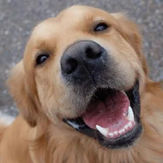 Imagem do Grupo de Whatsapp ADESTRAMENTO PETS
