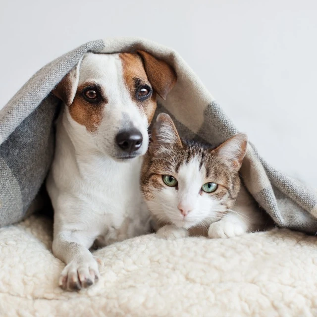 Imagem do Grupo de Whatsapp casa dos pets