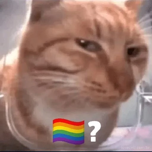 Imagem do Grupo de Whatsapp 🏳️‍🌈SAPA VERIFIC🏳️‍🌈