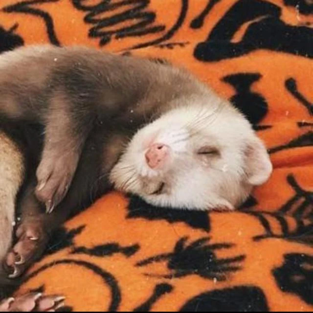 Imagem do Grupo de Whatsapp 🎃̷̸ ๋ ᨞     ƈꫝαᡶ      ><   ݁ɠҽꪹαꪶ 🐈‍⬛