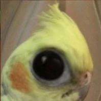 Imagem do Grupo de Whatsapp 🌚 Cenas Lamentáveis 🌝