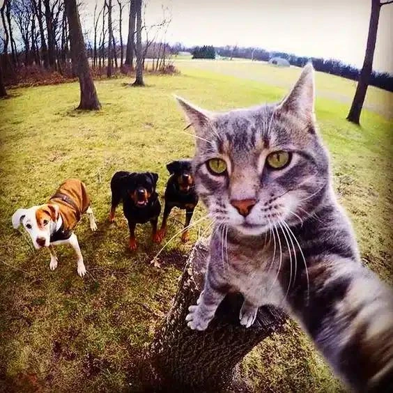 Imagem do Grupo de Whatsapp HOSPÍCIO (os sem futuro) 😸🤝🙌🧨